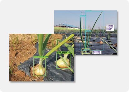 영상정보 기반 작물 생육환경 측정시스템 사진